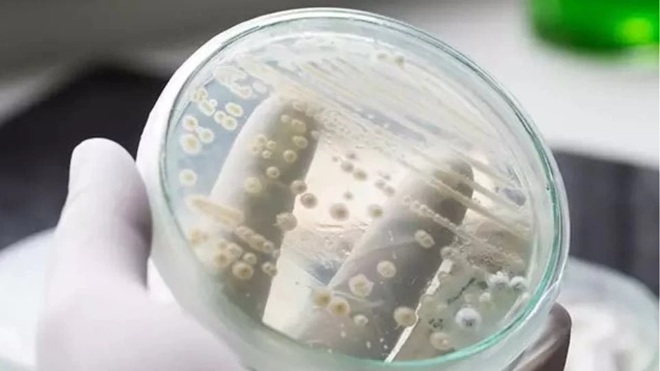 Αυτός ο μύκητας μπορεί να προκαλέσει παγκόσμια επιδημία!